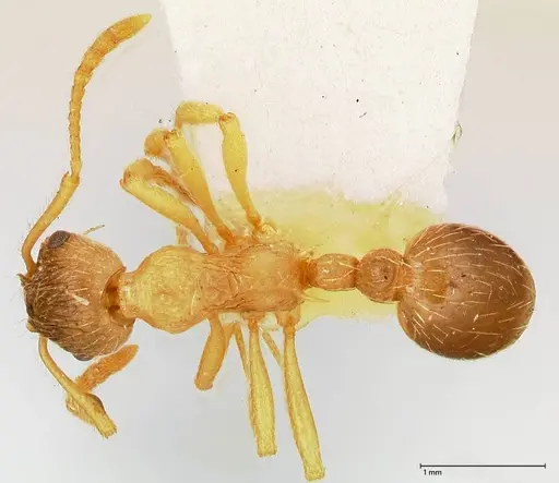 Myrmica kotokui - FOCOL0599