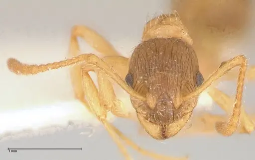 Myrmica kotokui - FOCOL0599