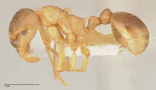 Myrmica kotokui - FOCOL0599