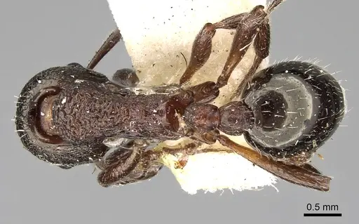 Myrmica kozlovi specimen