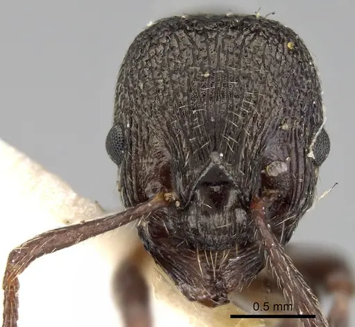 Myrmica kozlovi specimen