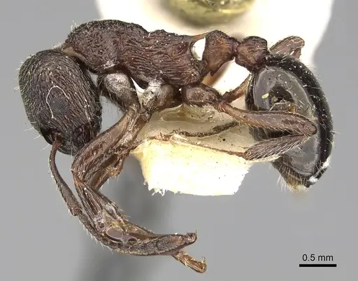 Myrmica kozlovi specimen