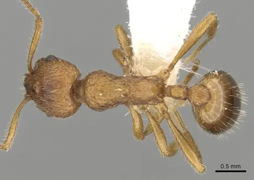 Myrmica kryzhanovskii specimen