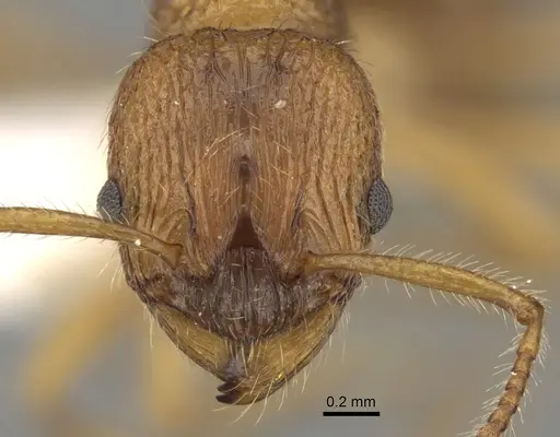 Myrmica kryzhanovskii specimen