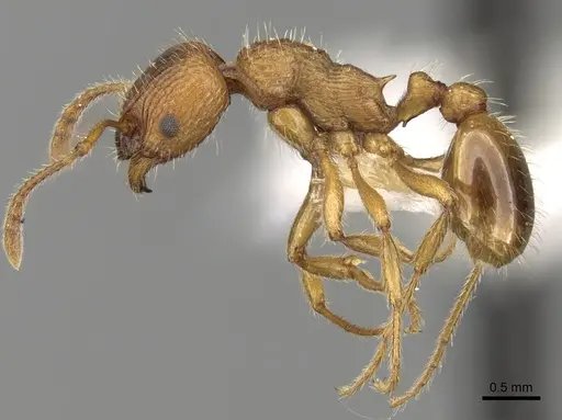 Myrmica kryzhanovskii specimen