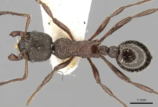 Myrmica kurokii specimen