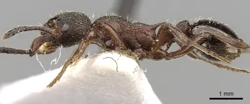 Myrmica kurokii specimen