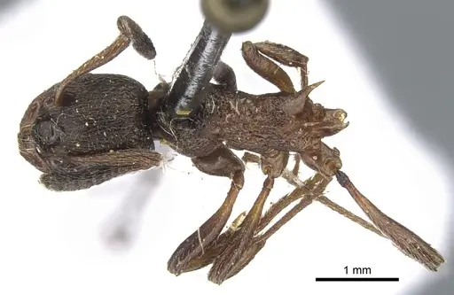 Myrmica kurokii - CASENT0904087