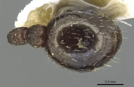 Myrmica kurokii - CASENT0904087