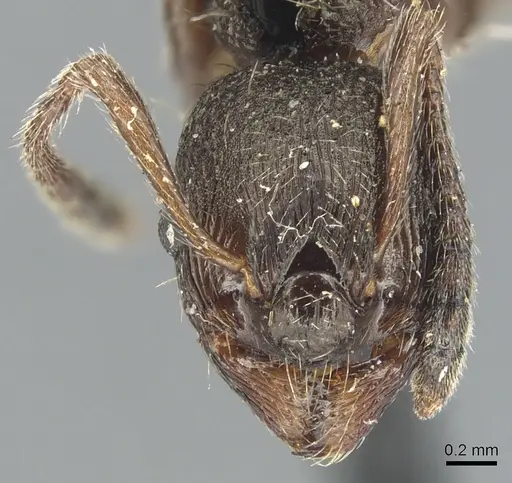 Myrmica kurokii - CASENT0904087