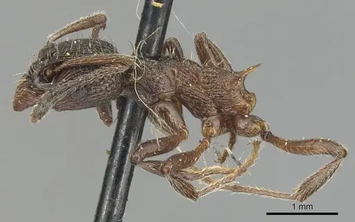 Myrmica kurokii - CASENT0904087