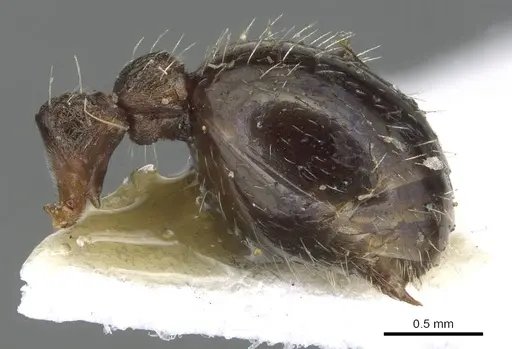 Myrmica kurokii - CASENT0904087