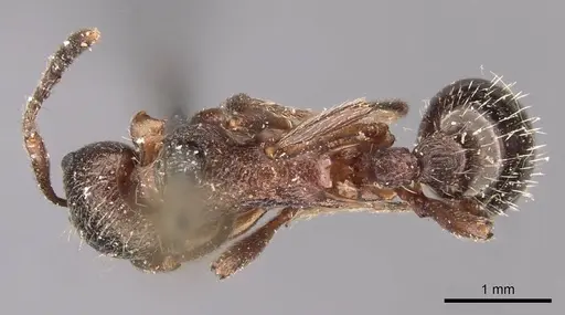 Myrmica kurokii - CASENT0907637