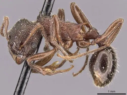 Myrmica kurokii - CASENT0907637