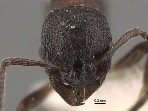 Myrmica kurokii - CASENT0917693