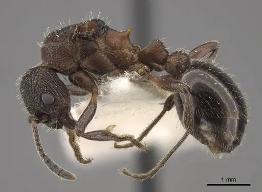 Myrmica kurokii - CASENT0917693