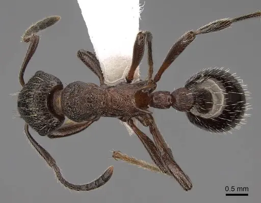 Myrmica kurokii - CASENT0922781