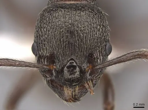 Myrmica kurokii - CASENT0922781