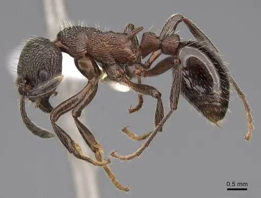 Myrmica kurokii - CASENT0922781