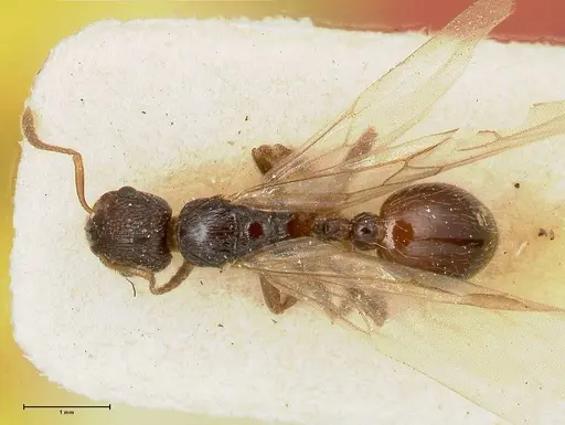 Myrmica kurokii - FOCOL0489
