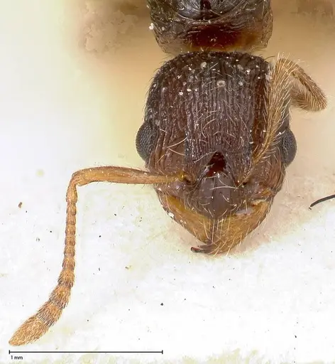 Myrmica kurokii - FOCOL0489