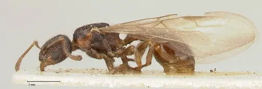 Myrmica kurokii - FOCOL0489