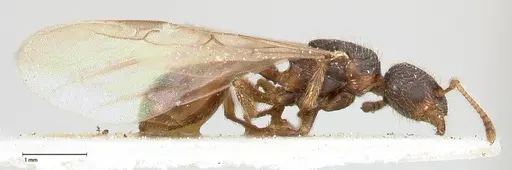 Myrmica kurokii - FOCOL0489