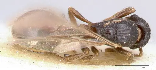 Myrmica kurokii - FOCOL0490