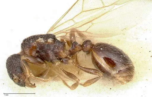 Myrmica kurokii - FOCOL0490