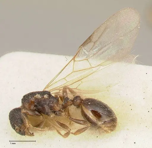 Myrmica kurokii - FOCOL0490