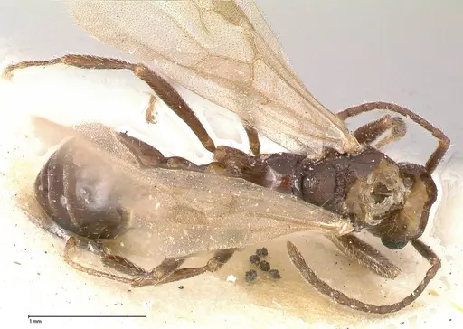 Myrmica kurokii - FOCOL0491