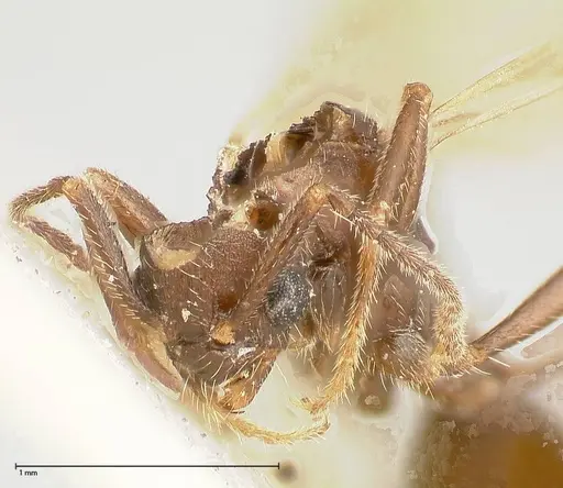 Myrmica kurokii - FOCOL0491