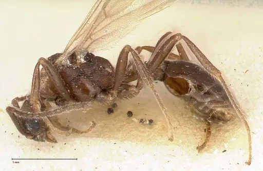 Myrmica kurokii - FOCOL0491