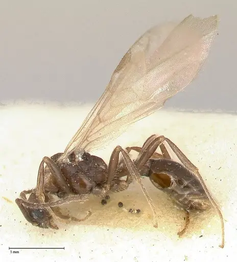 Myrmica kurokii - FOCOL0491