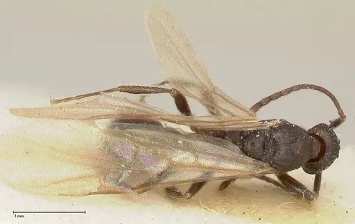 Myrmica kurokii - FOCOL0492