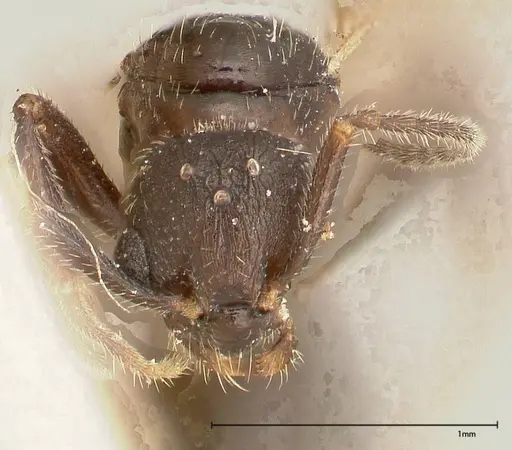 Myrmica kurokii - FOCOL0492