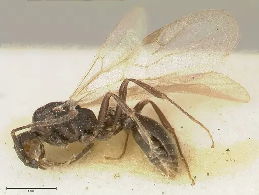 Myrmica kurokii - FOCOL0492