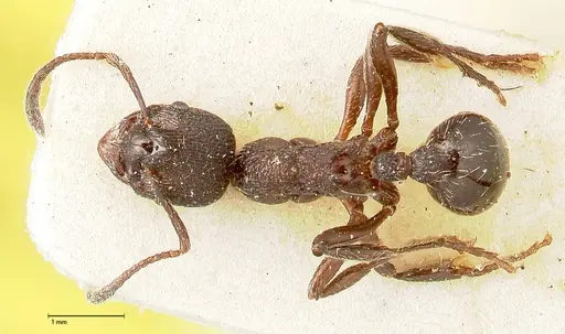 Myrmica kurokii - FOCOL0493