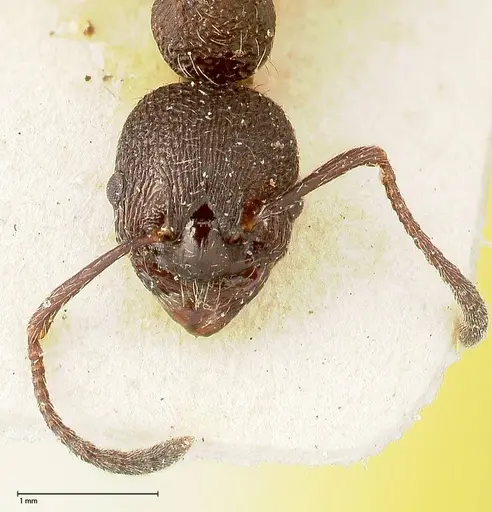 Myrmica kurokii - FOCOL0493