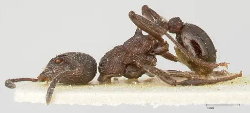 Myrmica kurokii - FOCOL0493