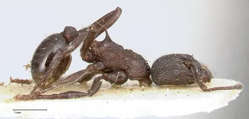 Myrmica kurokii - FOCOL0493