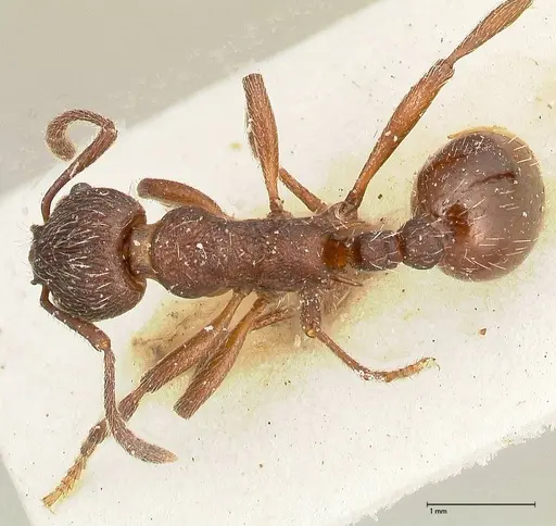 Myrmica kurokii - FOCOL0494