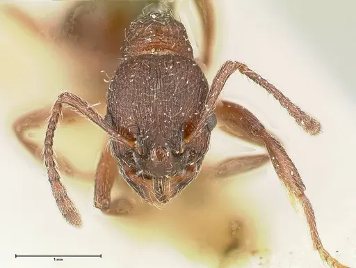 Myrmica kurokii - FOCOL0494