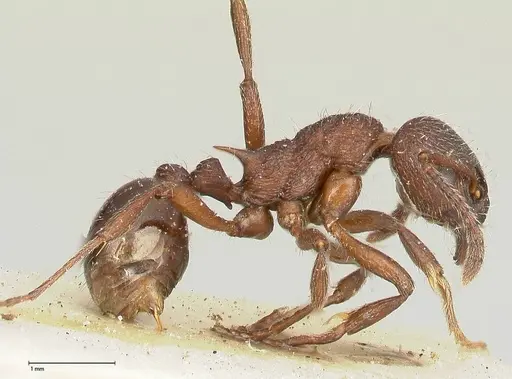Myrmica kurokii - FOCOL0494