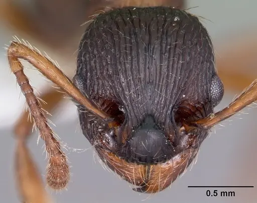 Myrmica latifrons specimen