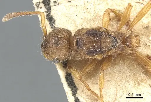 Myrmica laurae specimen