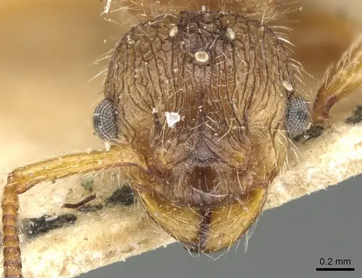 Myrmica laurae specimen