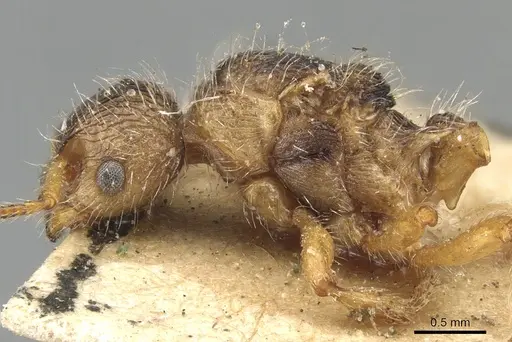 Myrmica laurae specimen