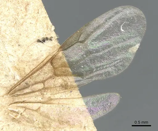 Myrmica laurae - CASENT0904098