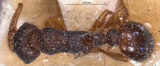 Myrmica lobicornis specimen